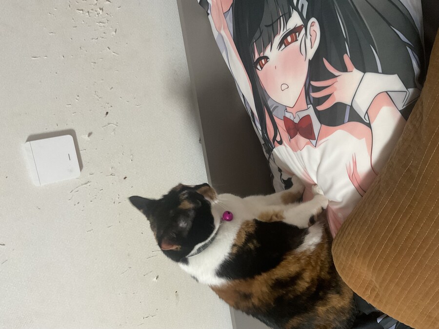 고양이) 우리집 고양이 사진 재업_12.jpg