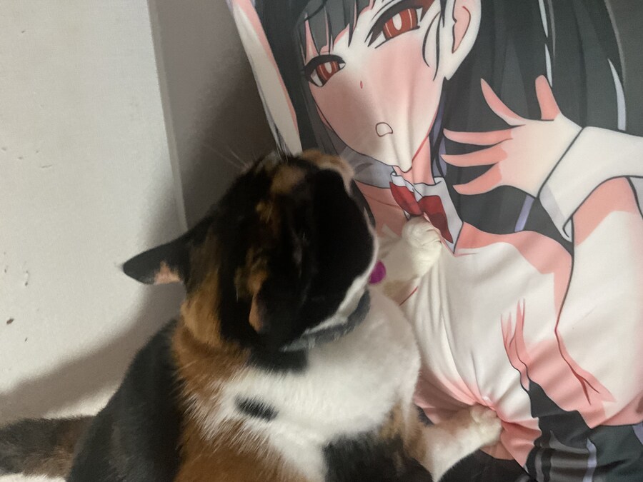 고양이) 우리집 고양이 사진 재업_13.jpg