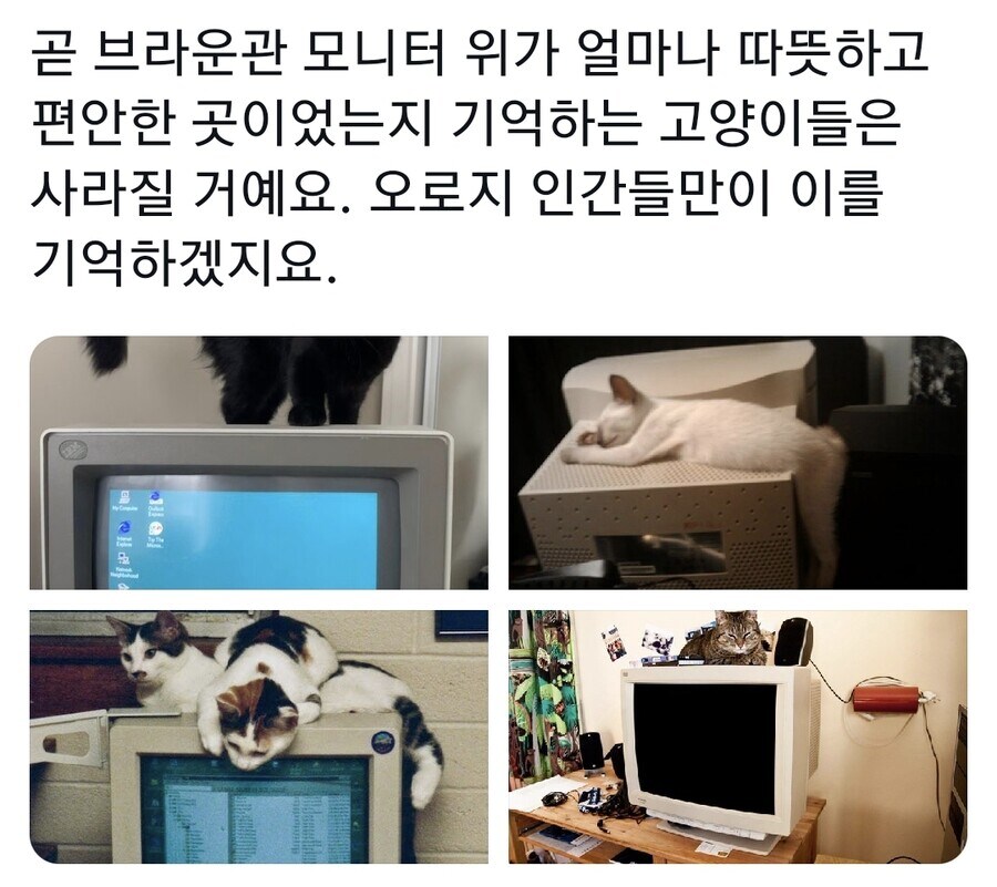 문명의 발달로 사라진 고양이 쉼터.jpg_1.jpg