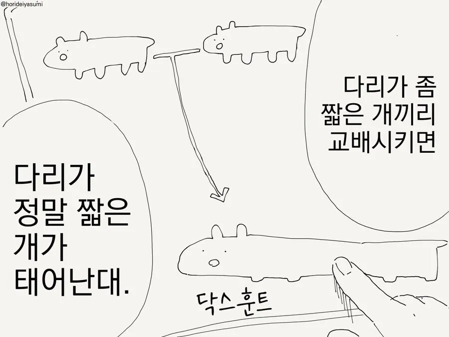 품종교배로 태어난 인간처럼 생긴 개.jpg_2.webp
