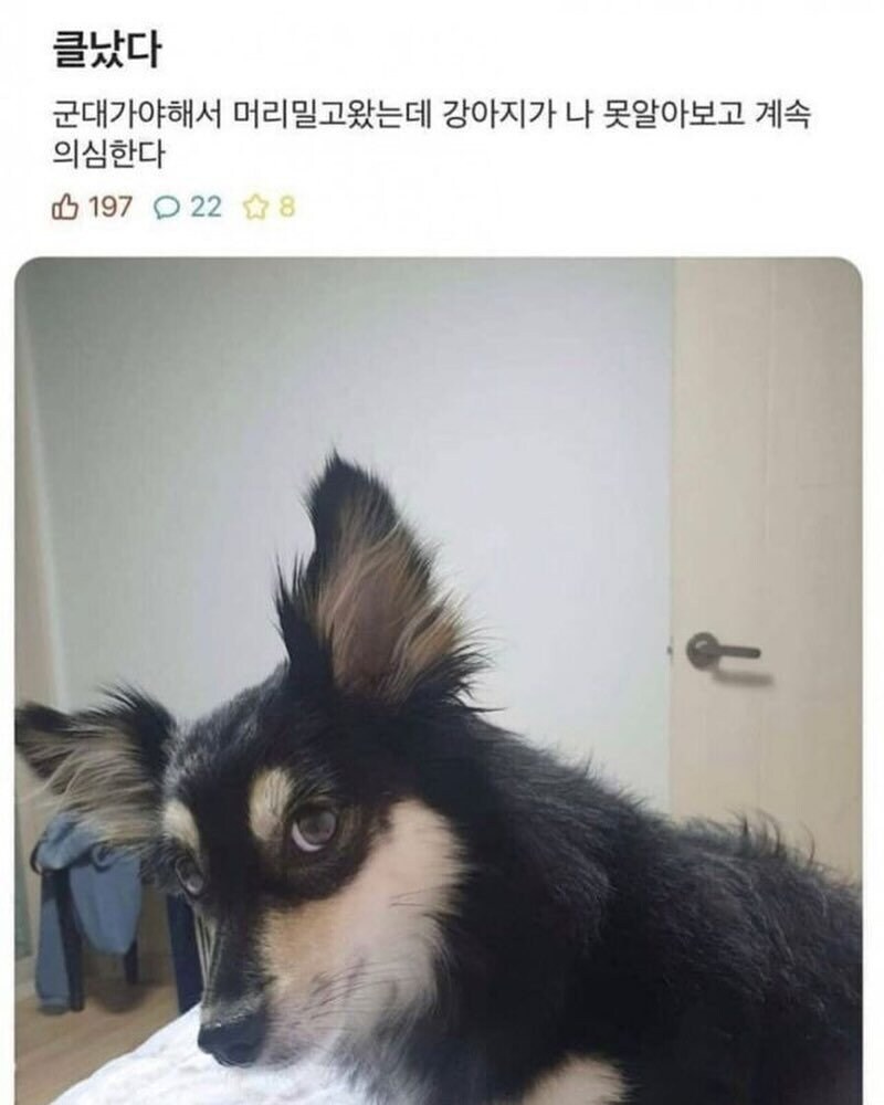 ⋯이 새낀 누구지? 냄새는 짝은 쭈인 맞는데, 수상하네⋯.jpg_1.jpg