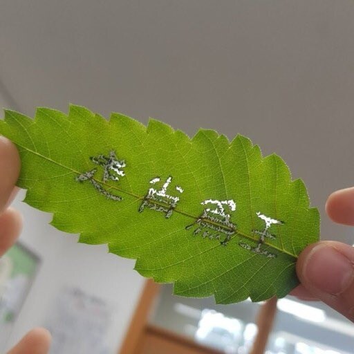 이파리 하나 때문에 ㄹㅇ 나라 뒤집어졌네ㅋㅋㅋ_1.jpg