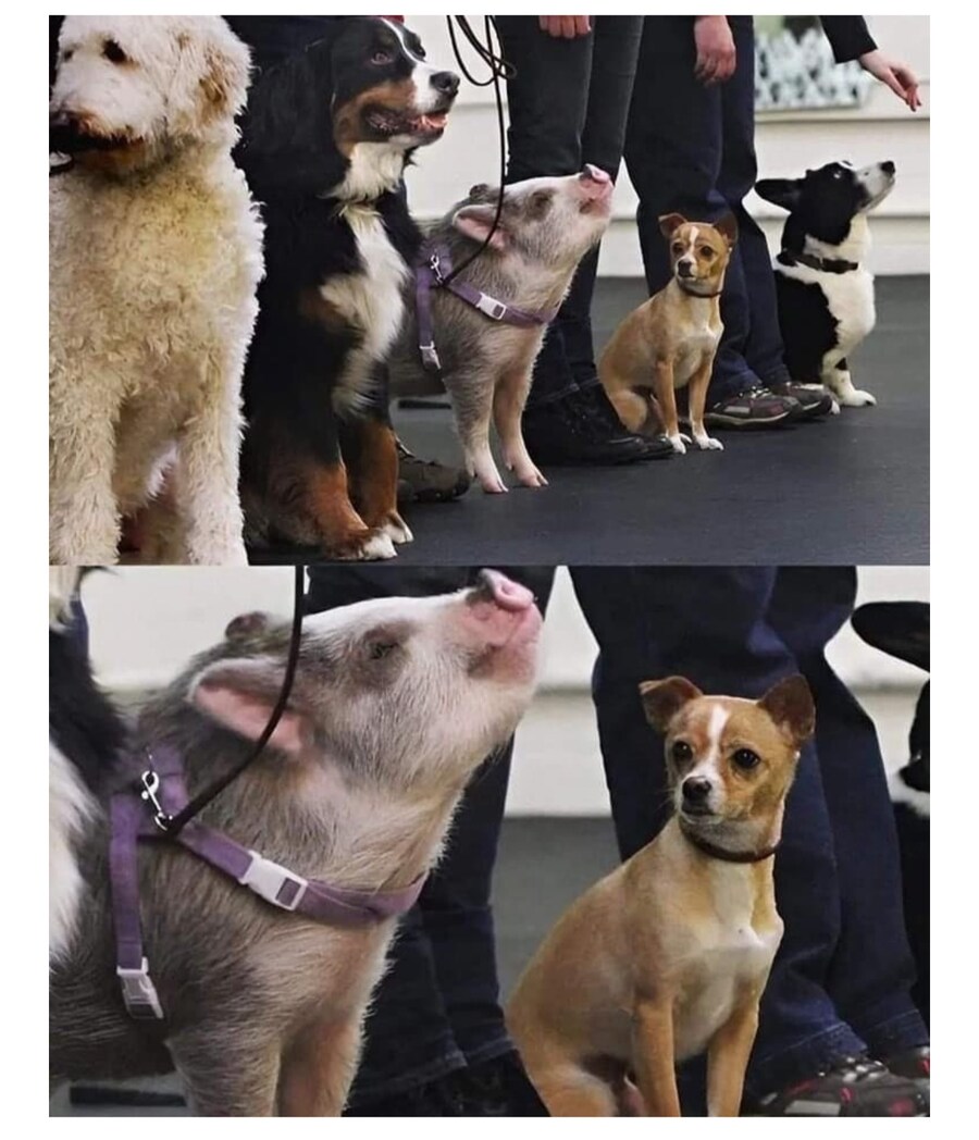 뭔가 이상한 멍멍이 모임_1.jpg