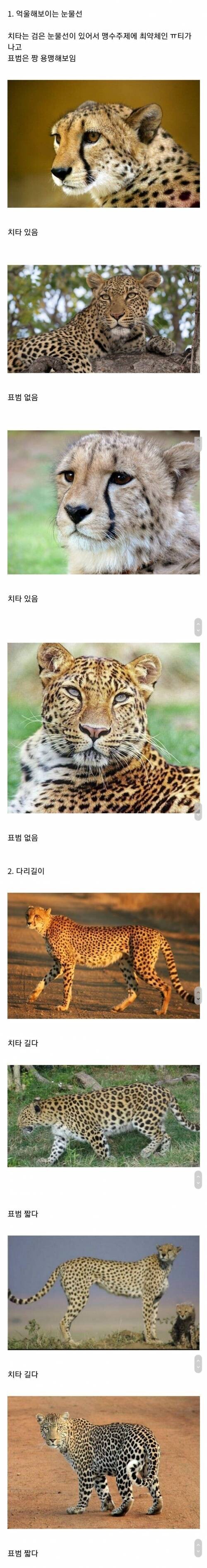 치타와 표범을 구별하는 방법.jpg_1.jpg