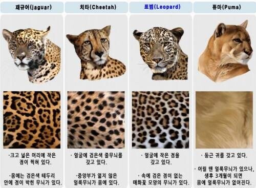 치타와 표범을 구별하는 방법.jpg_2.jpg