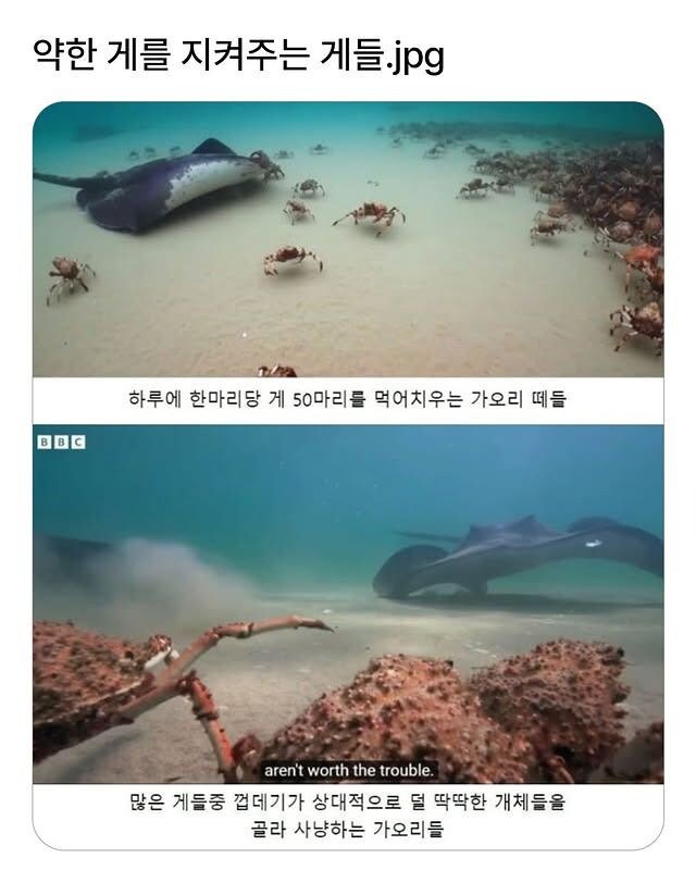 약한 게를 지켜주는 게들.jpg_1.jpg