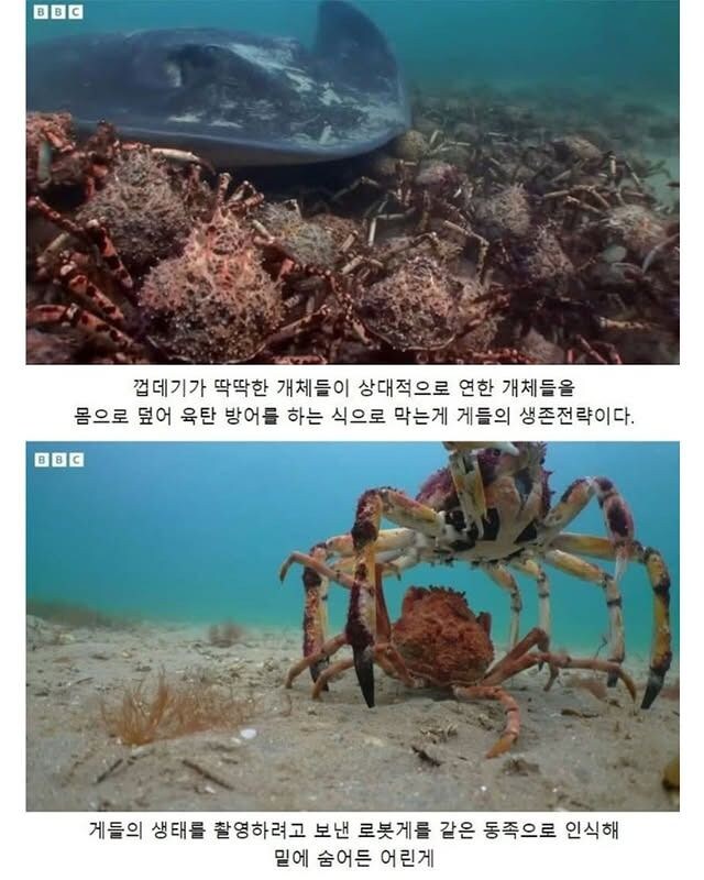 약한 게를 지켜주는 게들.jpg_2.jpg