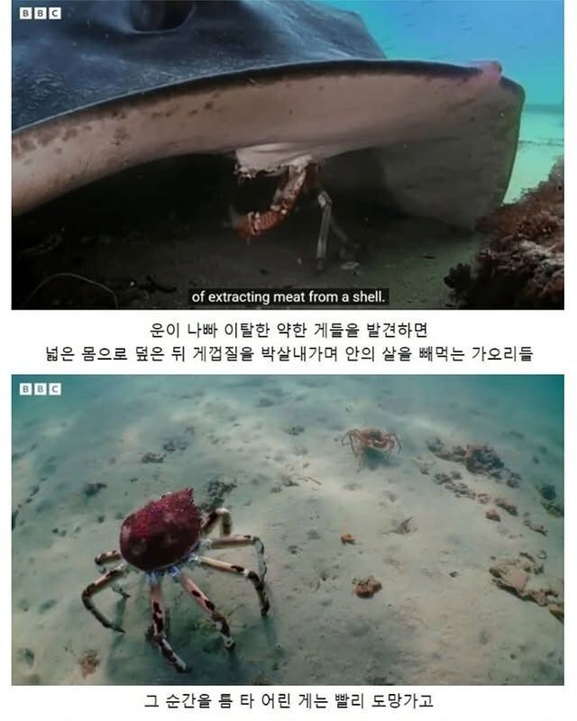 약한 게를 지켜주는 게들.jpg_3.jpg