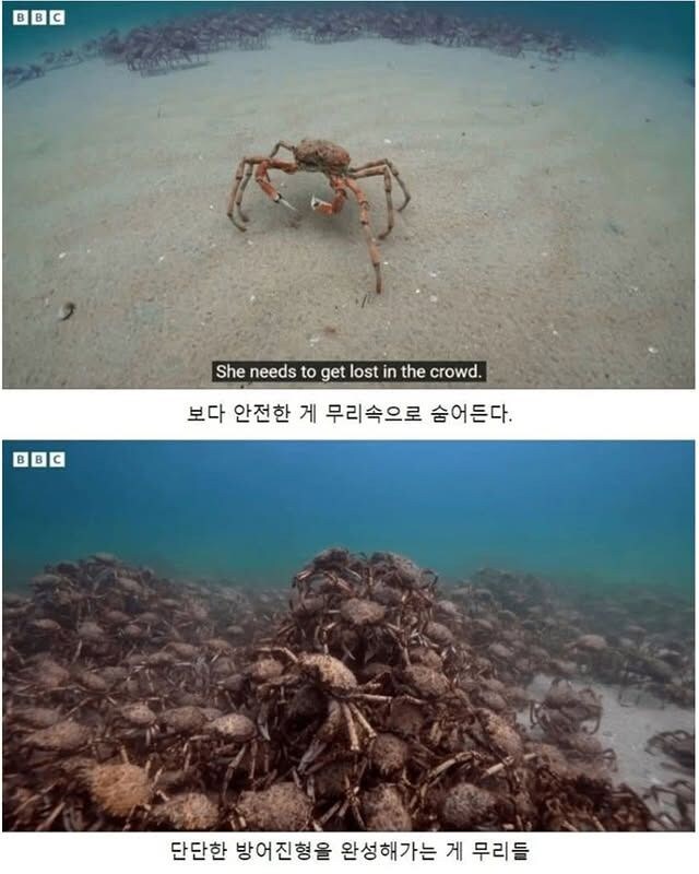 약한 게를 지켜주는 게들.jpg_4.jpg