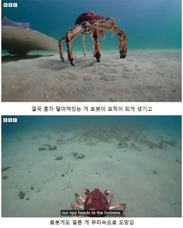 약한 게를 지켜주는 게들.jpg_5.jpg