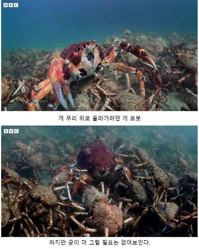 약한 게를 지켜주는 게들.jpg_6.jpg