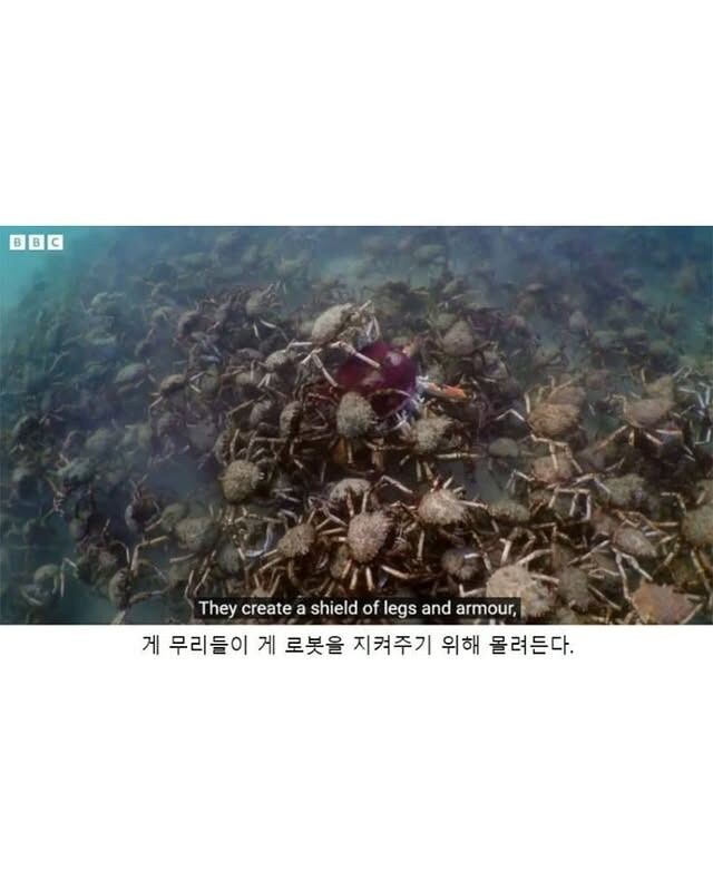 약한 게를 지켜주는 게들.jpg_7.jpg