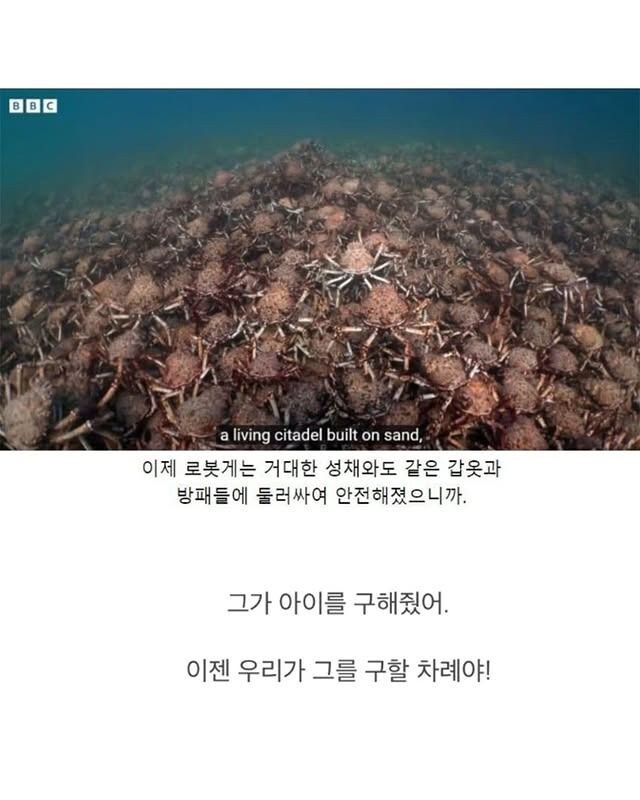 약한 게를 지켜주는 게들.jpg_8.jpg