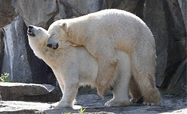 모닝 북극곰_2.jpg