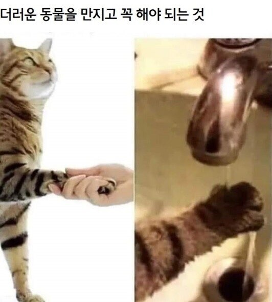 더러운 동물을 만지고 꼭 해야되는것.jpg_1.jpg