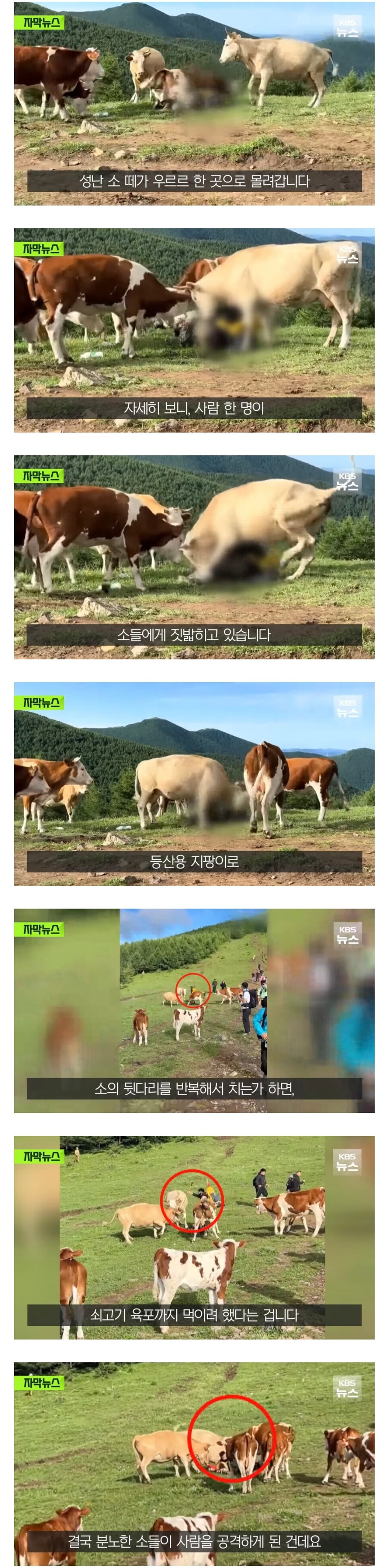 소들의 지능과 본능 요약._3.jpg