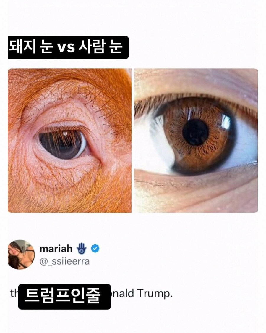 돼지 눈 vs 사람 눈_1.jpg