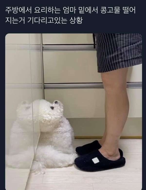 개에게 지능이 있다는 증거_1.jpg