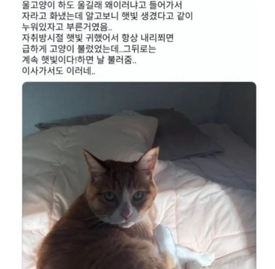 햇빛과 고양이_1.jpg
