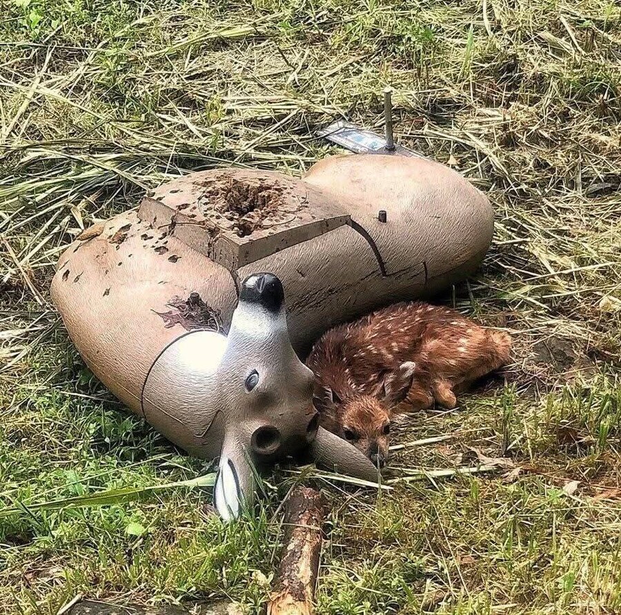 사슴모형에 친근감을 느끼는 아기사슴.jpg_1.jpg