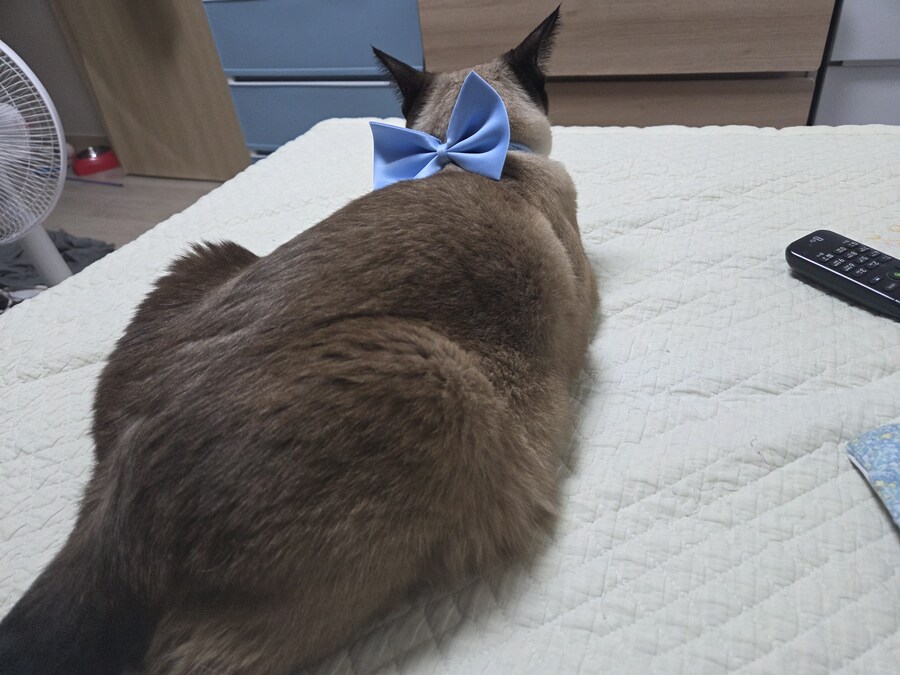 나비넥타이 한 샴고양이가 어떻게 된지 알고 있음?_8.jpg