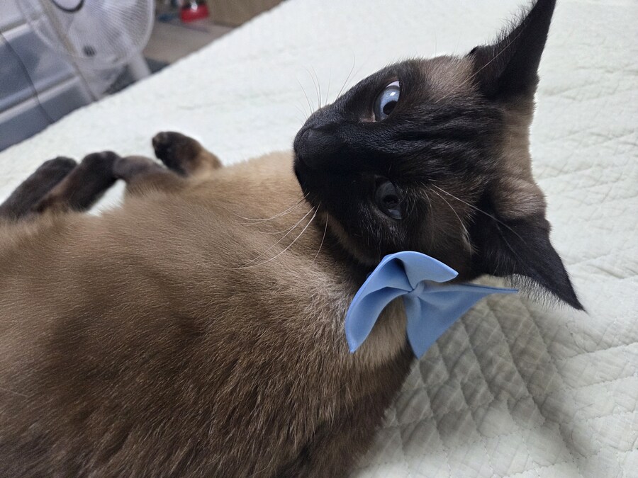 나비넥타이 한 샴고양이가 어떻게 된지 알고 있음?_10.jpg