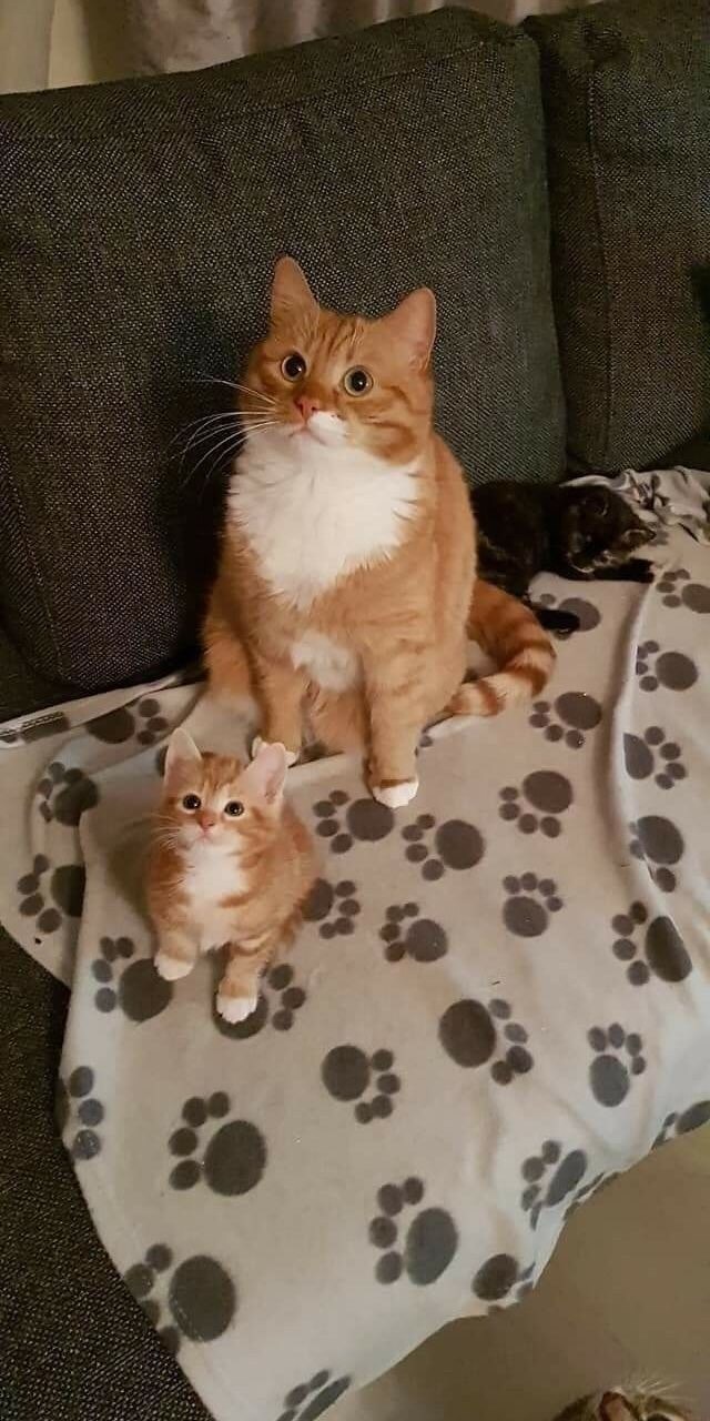 CAT & cat_1.jpg