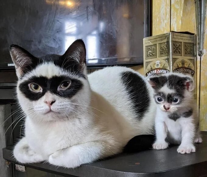 CAT & cat_2.jpg