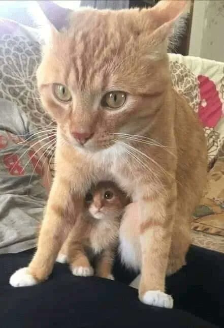 CAT & cat_5.jpg