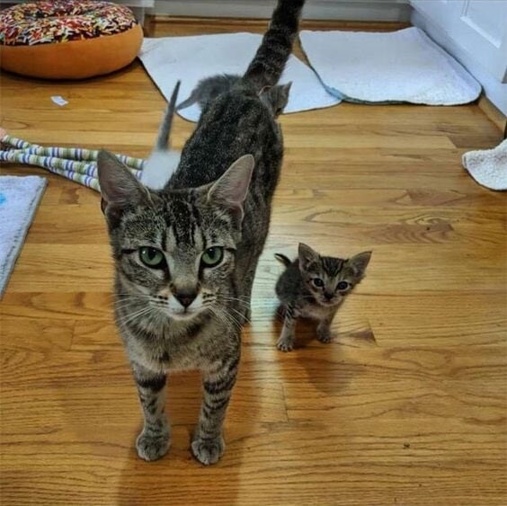 CAT & cat_6.jpg