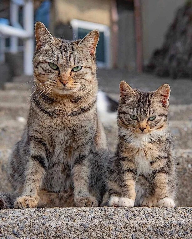 CAT & cat_7.png