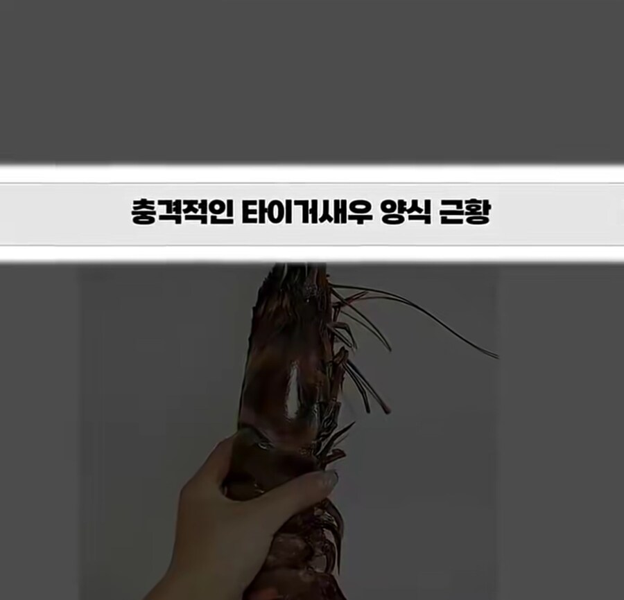 블랙타이거새우 양식 방법_1.jpg