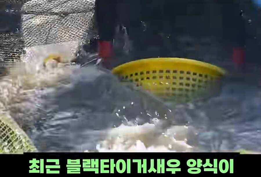 블랙타이거새우 양식 방법_2.jpg