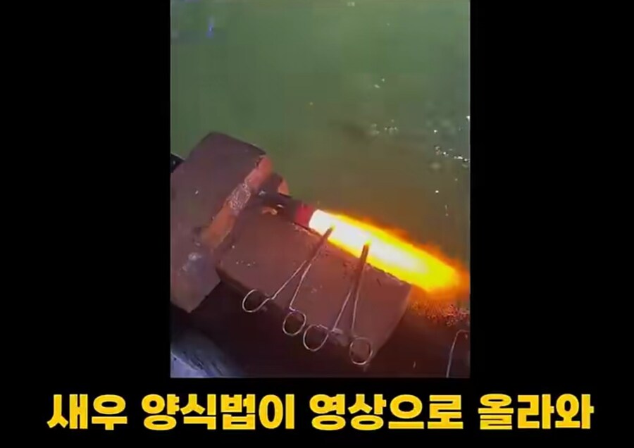 블랙타이거새우 양식 방법_4.jpg