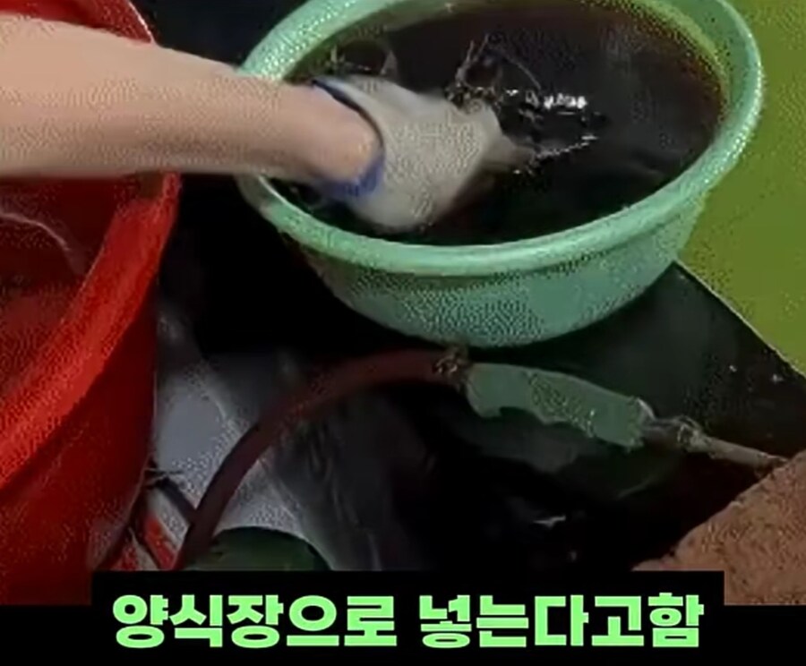 블랙타이거새우 양식 방법_9.jpg