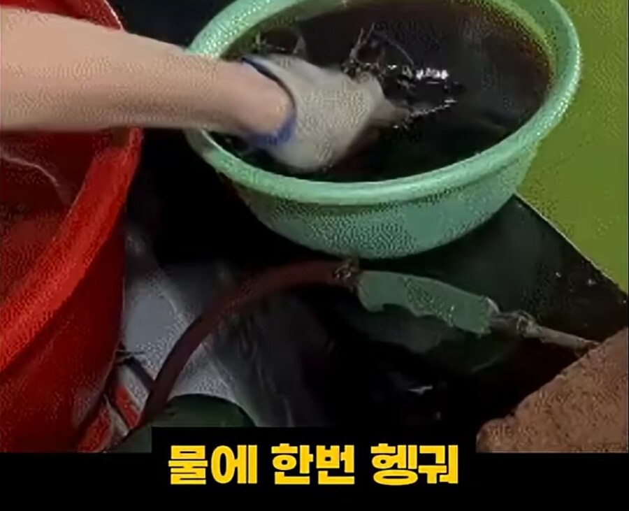 블랙타이거새우 양식 방법_8.jpg