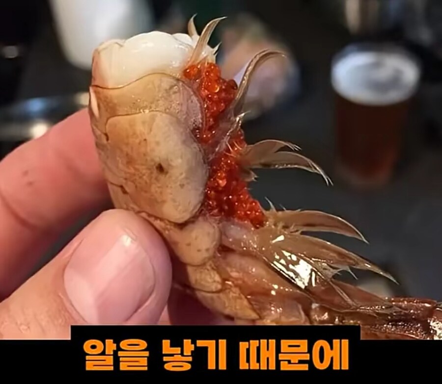 블랙타이거새우 양식 방법_13.jpg