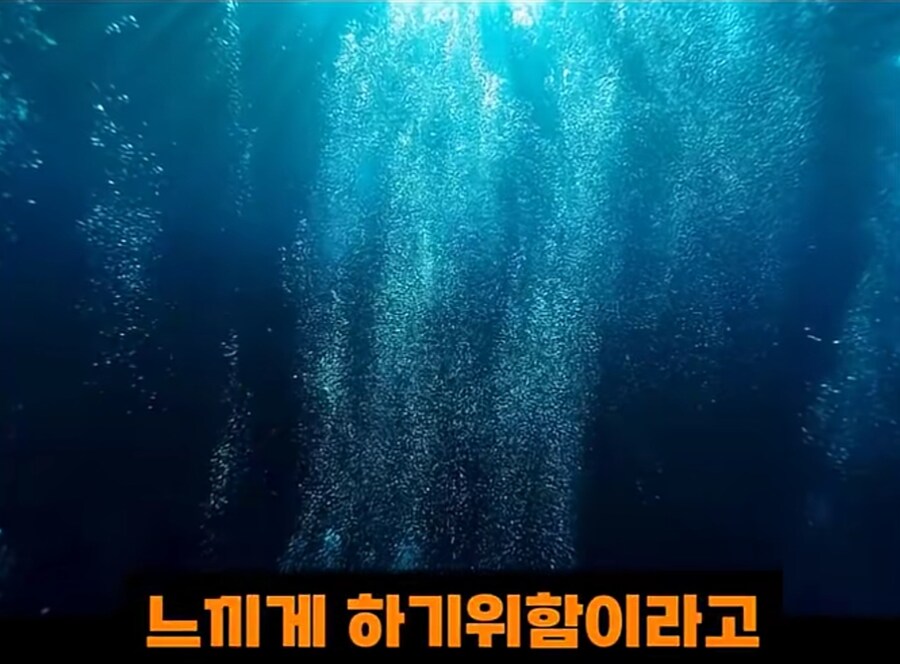 블랙타이거새우 양식 방법_15.jpg