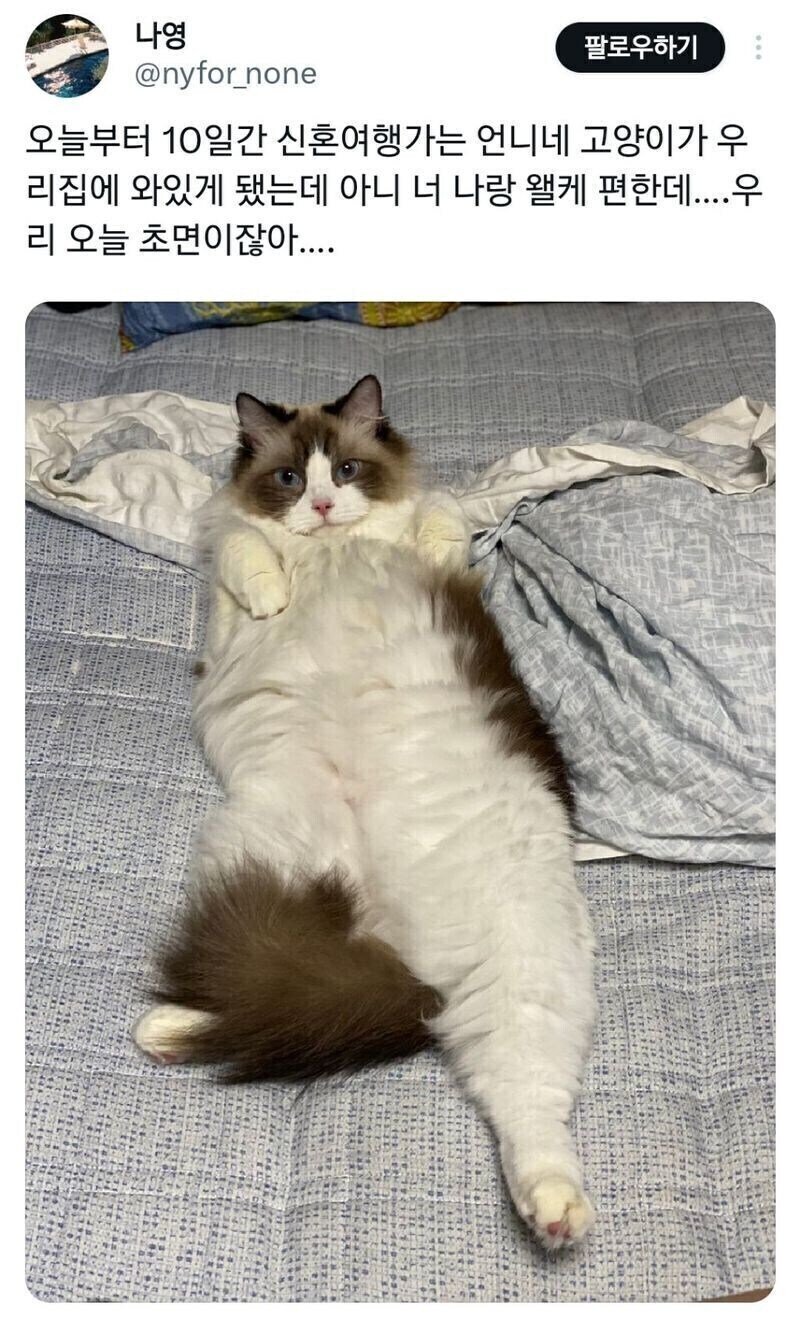 쌉 인싸 고양이.jpg_1.jpg