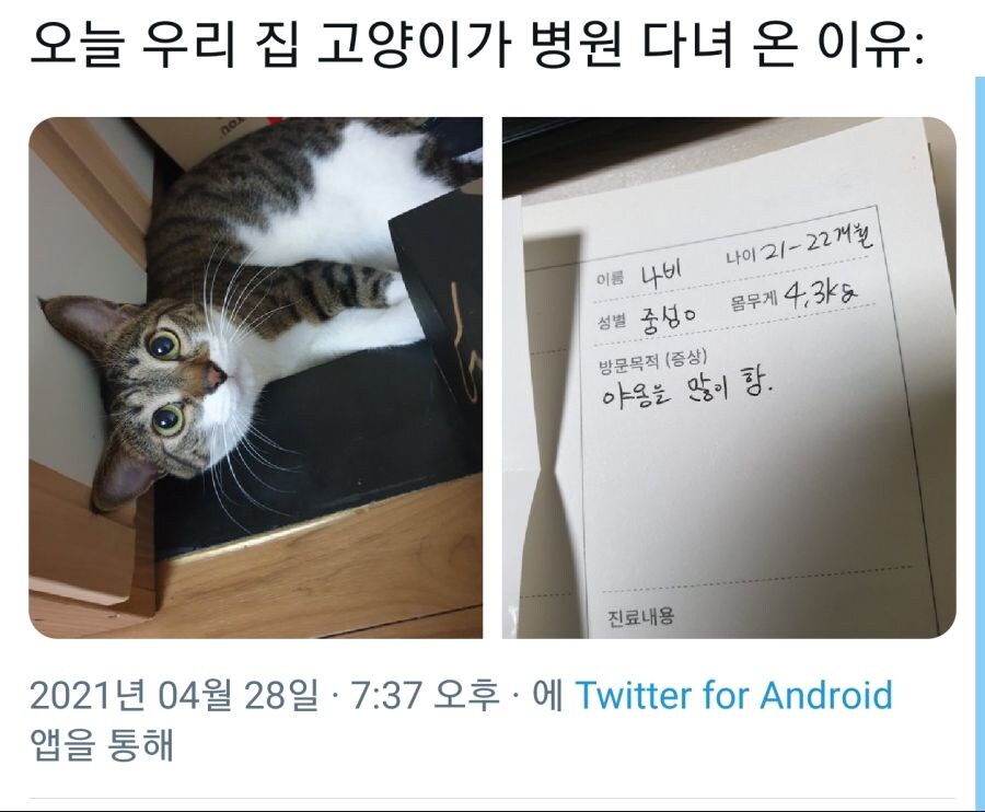어흐흐흑 의사선생님 저희 고양이 어떡해요 ㅜㅜ.jpg_1.jpg