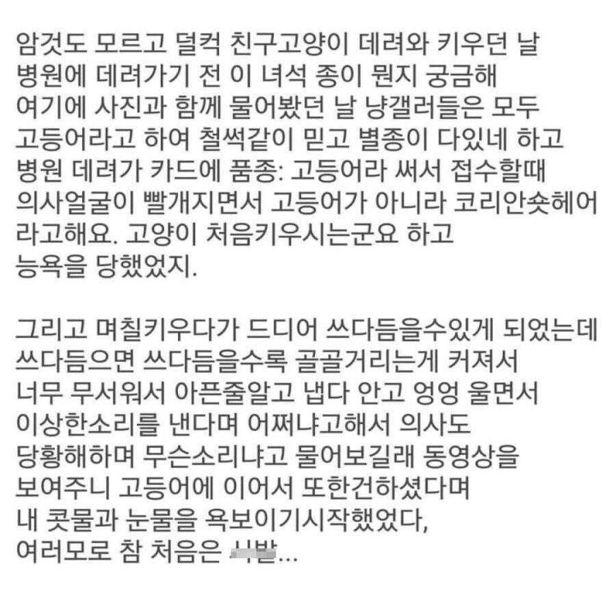 초보 집사의 수난.jpg_1.jpg