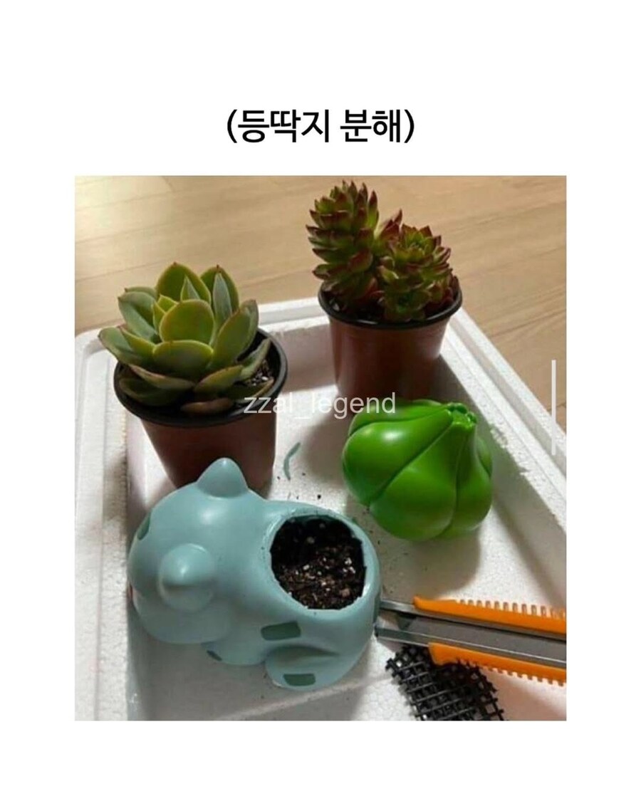 식물갤 금손에게 걸린 이상해씨_3.png