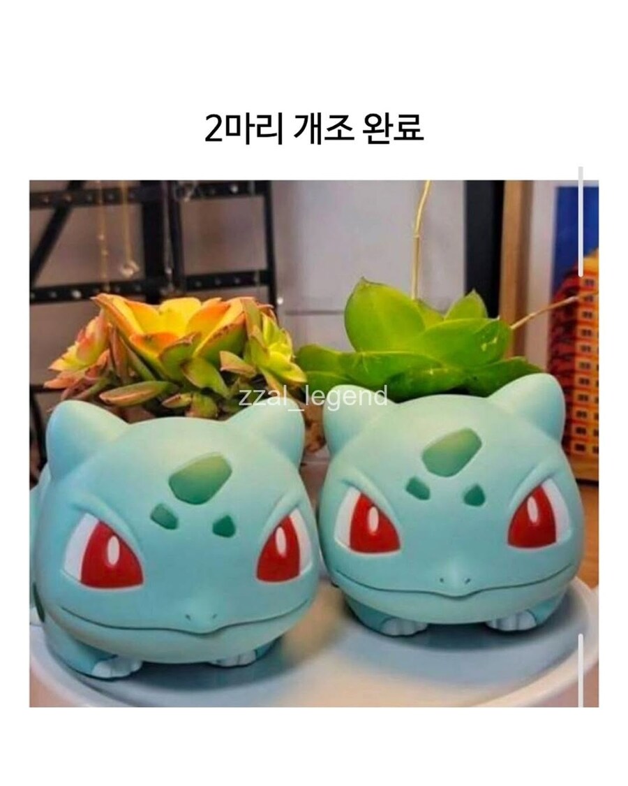 식물갤 금손에게 걸린 이상해씨_6.png