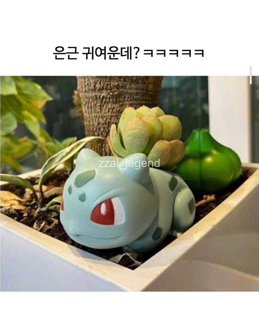 식물갤 금손에게 걸린 이상해씨_7.png