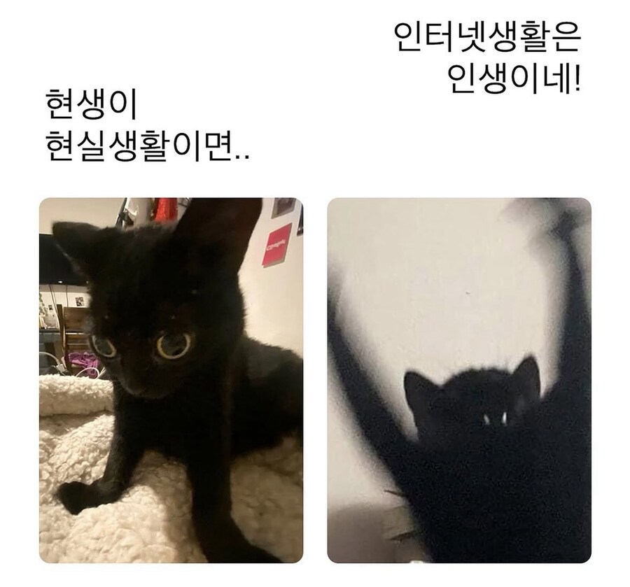 얘들아! 제발 현실을 살지 말고 인터넷 생활을 챙겨!_1.jpg