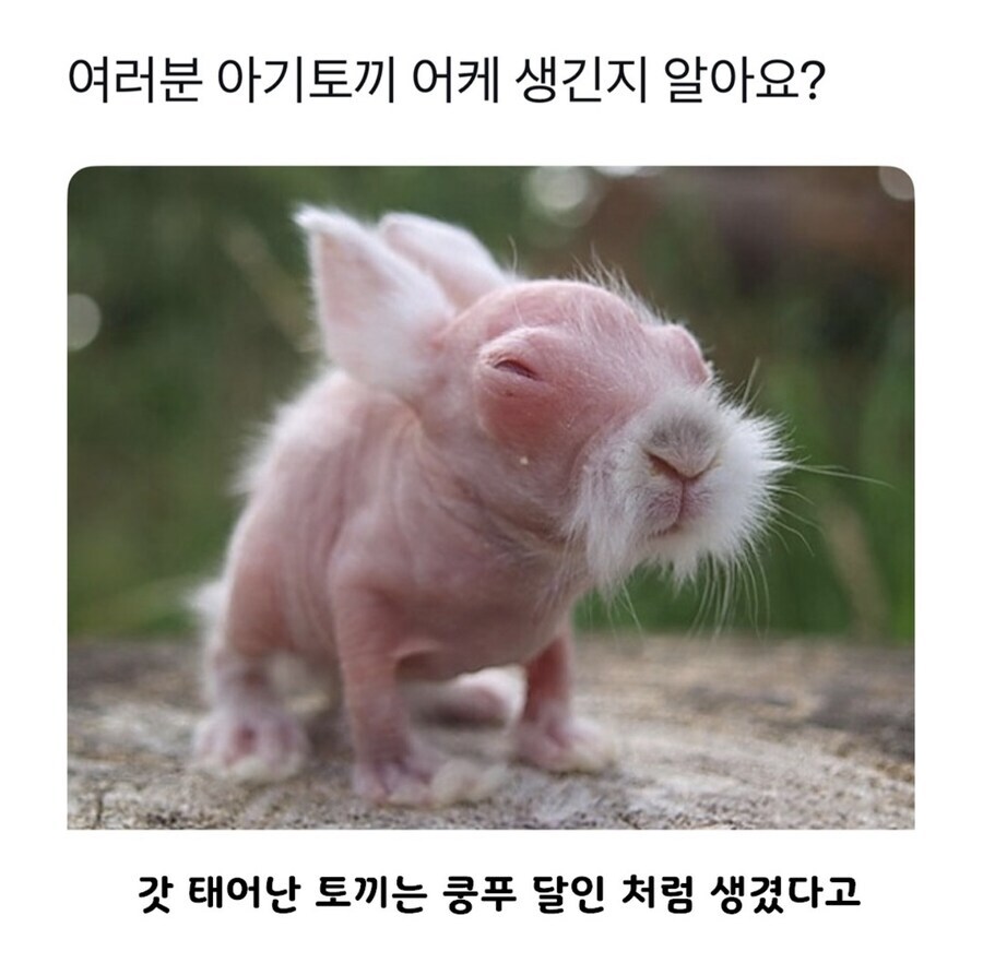 방금 태어난 아기 토끼들 특징 jpg_1.jpg