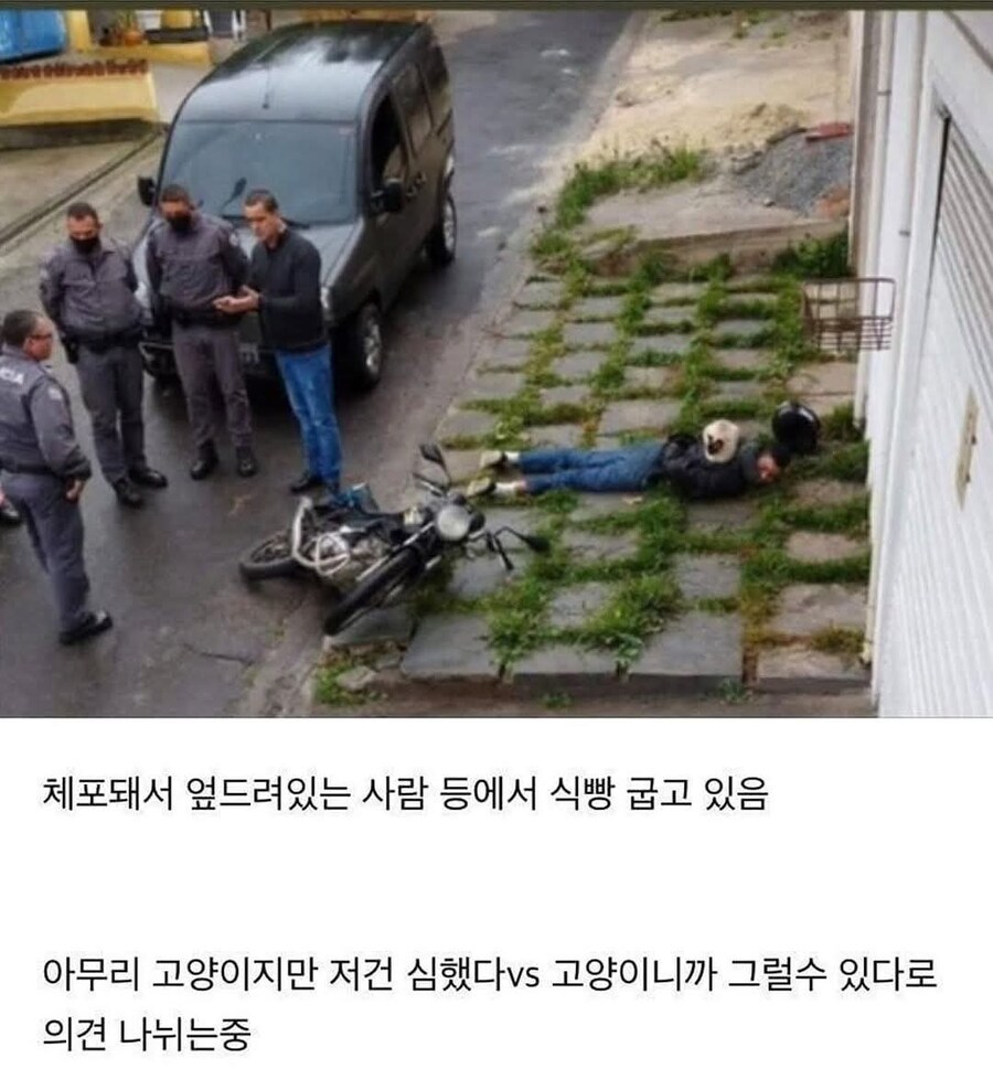 고앵이... 범죄자 티배깅 레전드....jpg_1.jpg