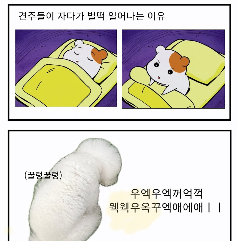 개 때문에 깨는 이유_1.jpg