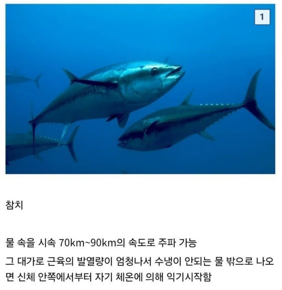 동물들의 엄청난 능력과 그에 따른 대가_1.jpg