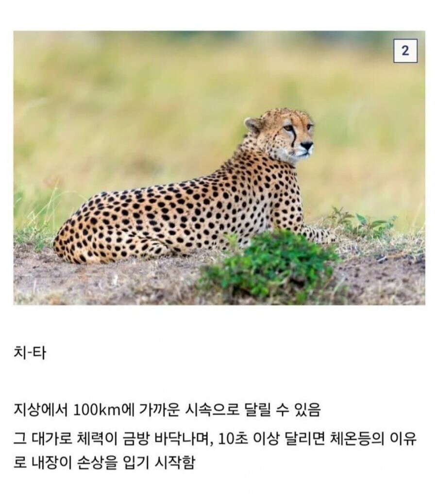 동물들의 엄청난 능력과 그에 따른 대가_2.jpg